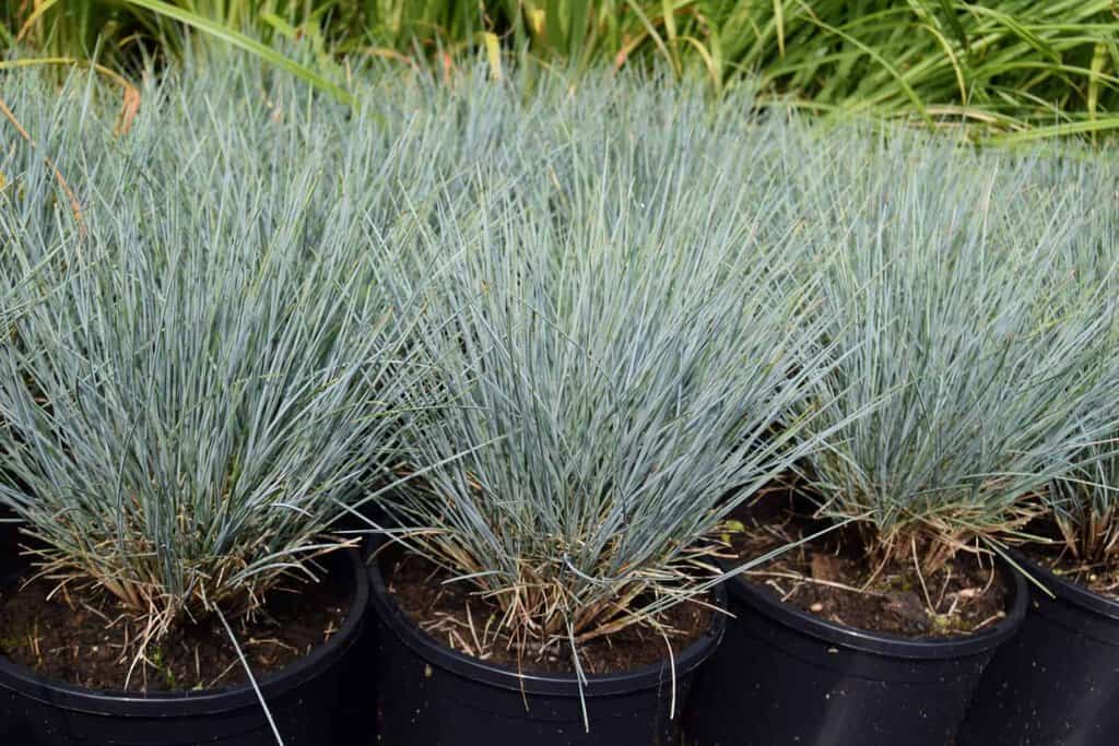 Festuca glauca 'Elijah Blue' ---